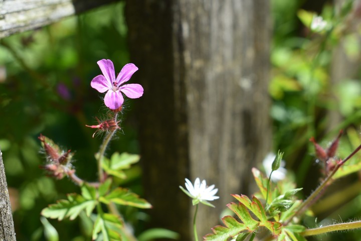 Little Flower