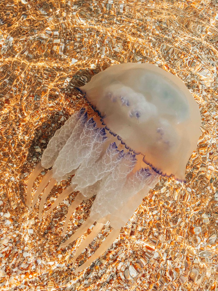 jellyfish