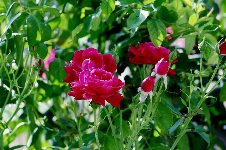 rose