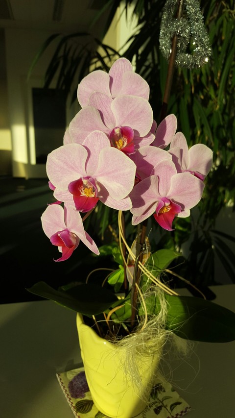 beautiful orchids in the office