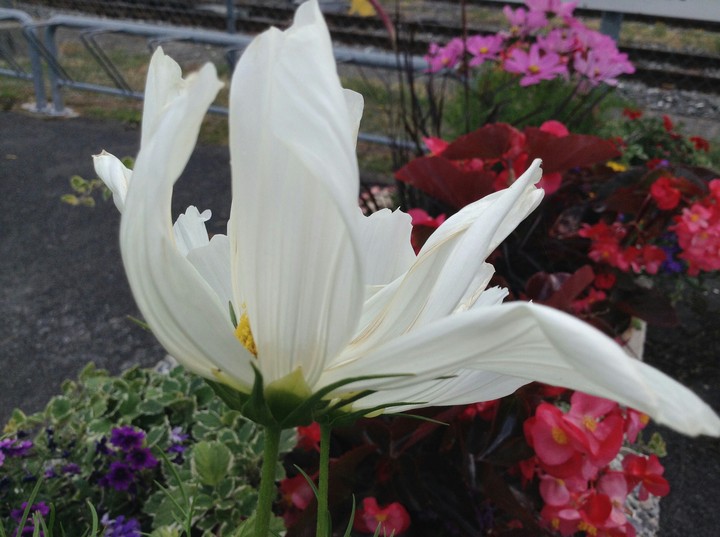 Flowers Forever