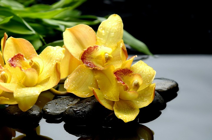 Orchid