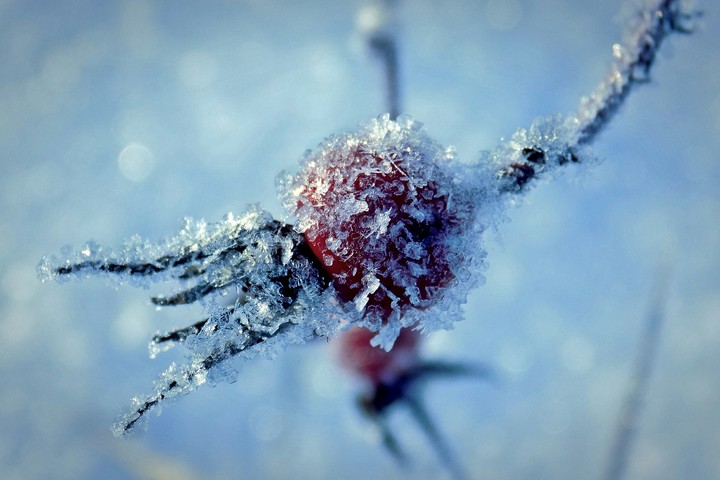 frozen