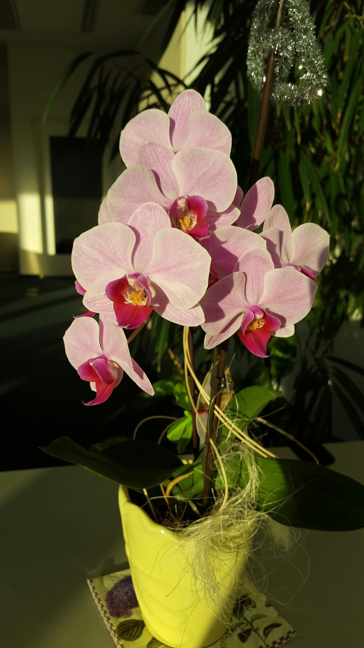beautiful orchids in the office