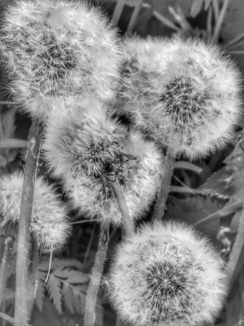 Flower, White, Monochrome_photography