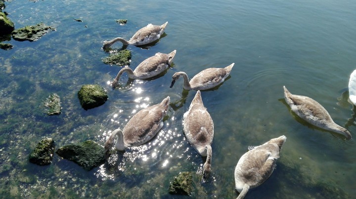 Swans ^_^