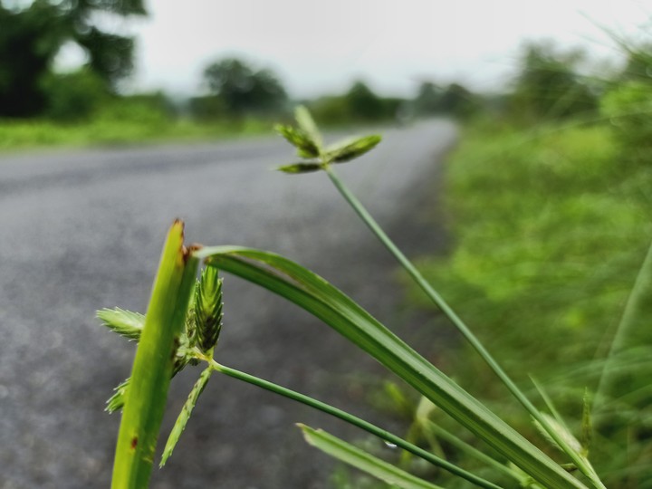 Village Road dishu tree