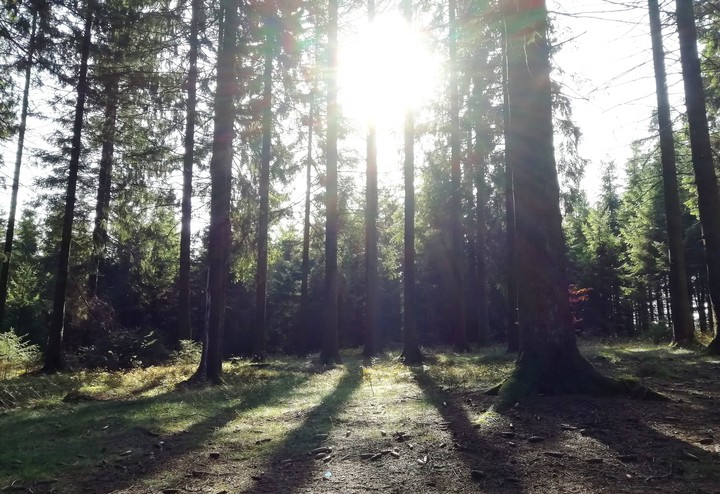 Wald