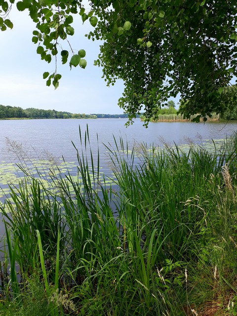 Greenery