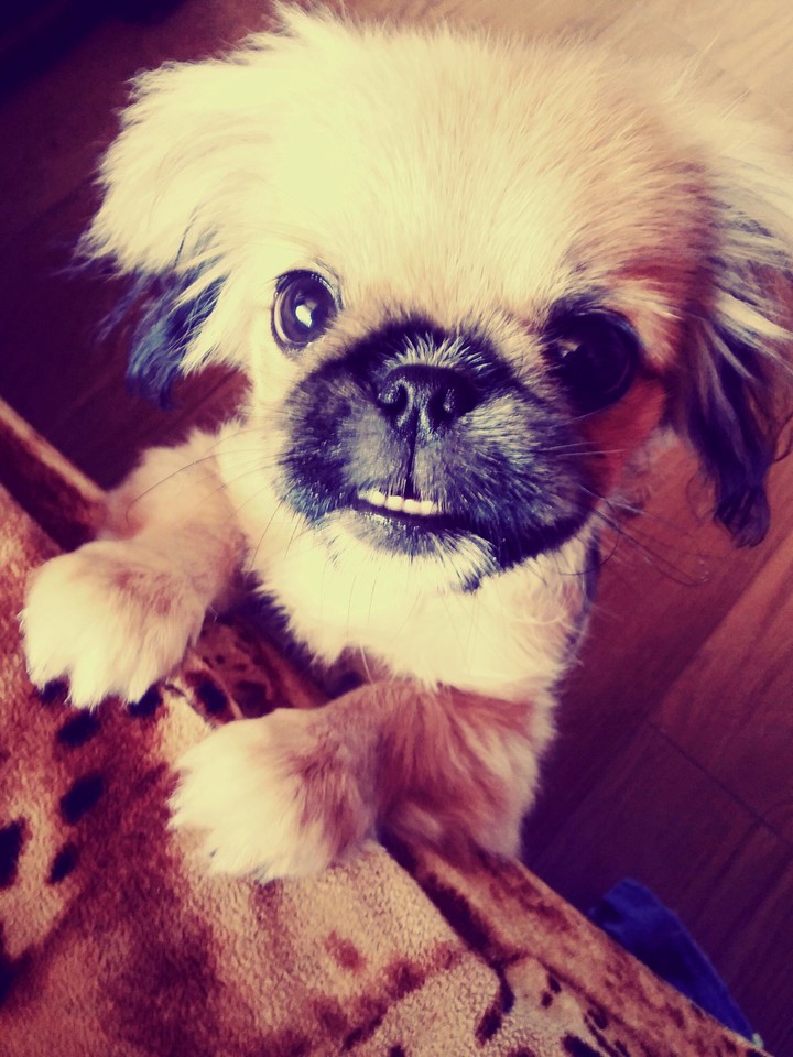 MyLove♡ pekingese