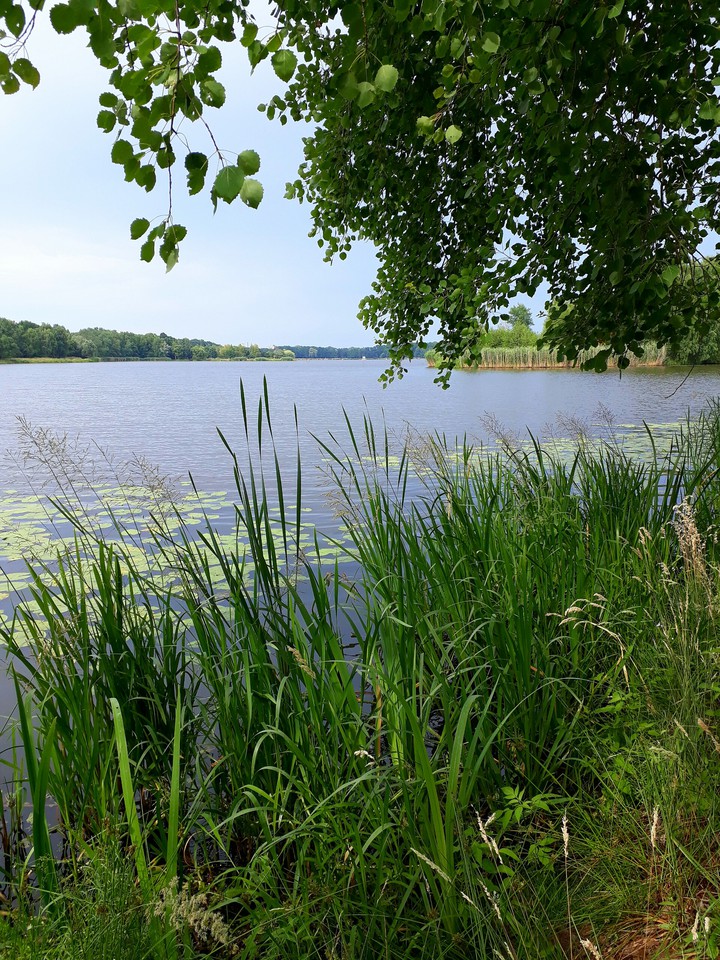 Greenery