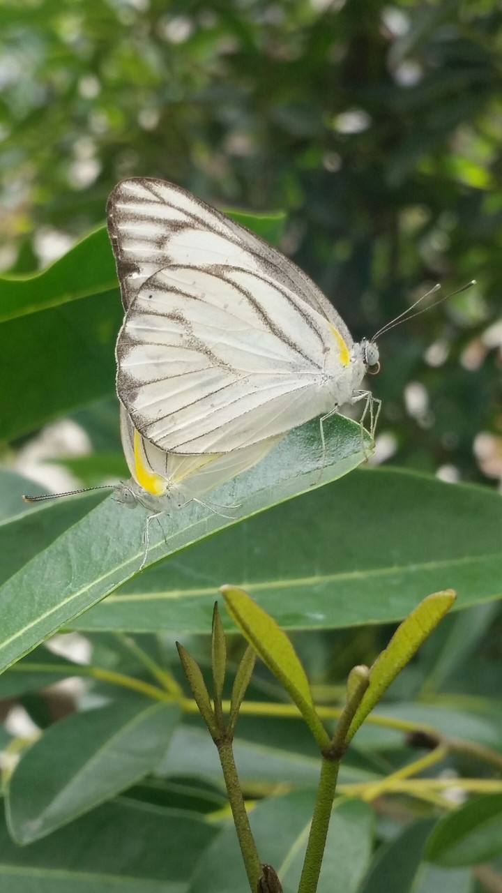butterfly