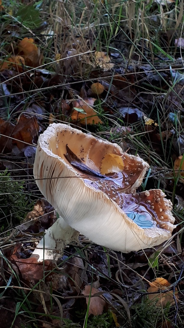 paddenstoel