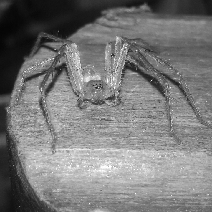 The Amazing Spider