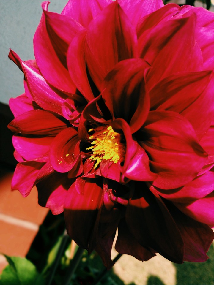 flower