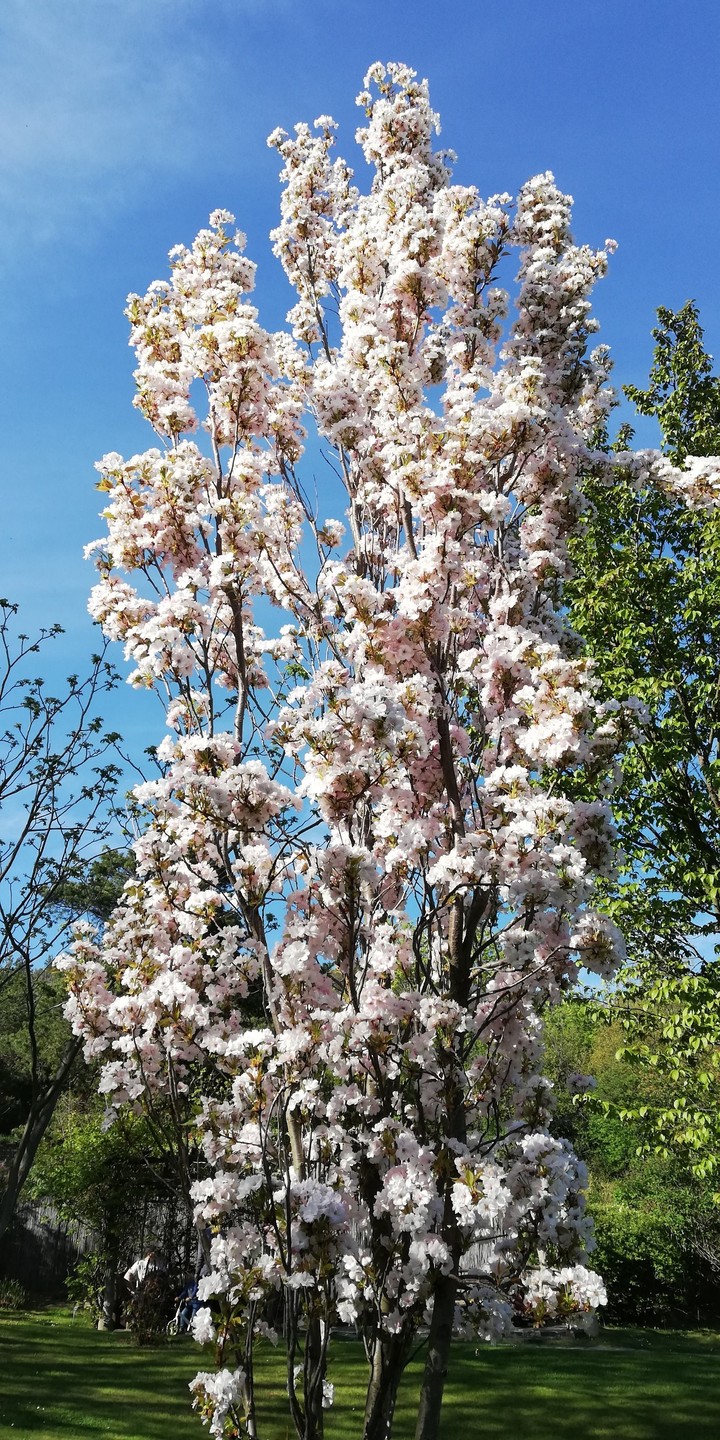 Sakura flowers