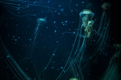 Jellyfish