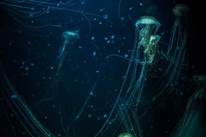 Jellyfish