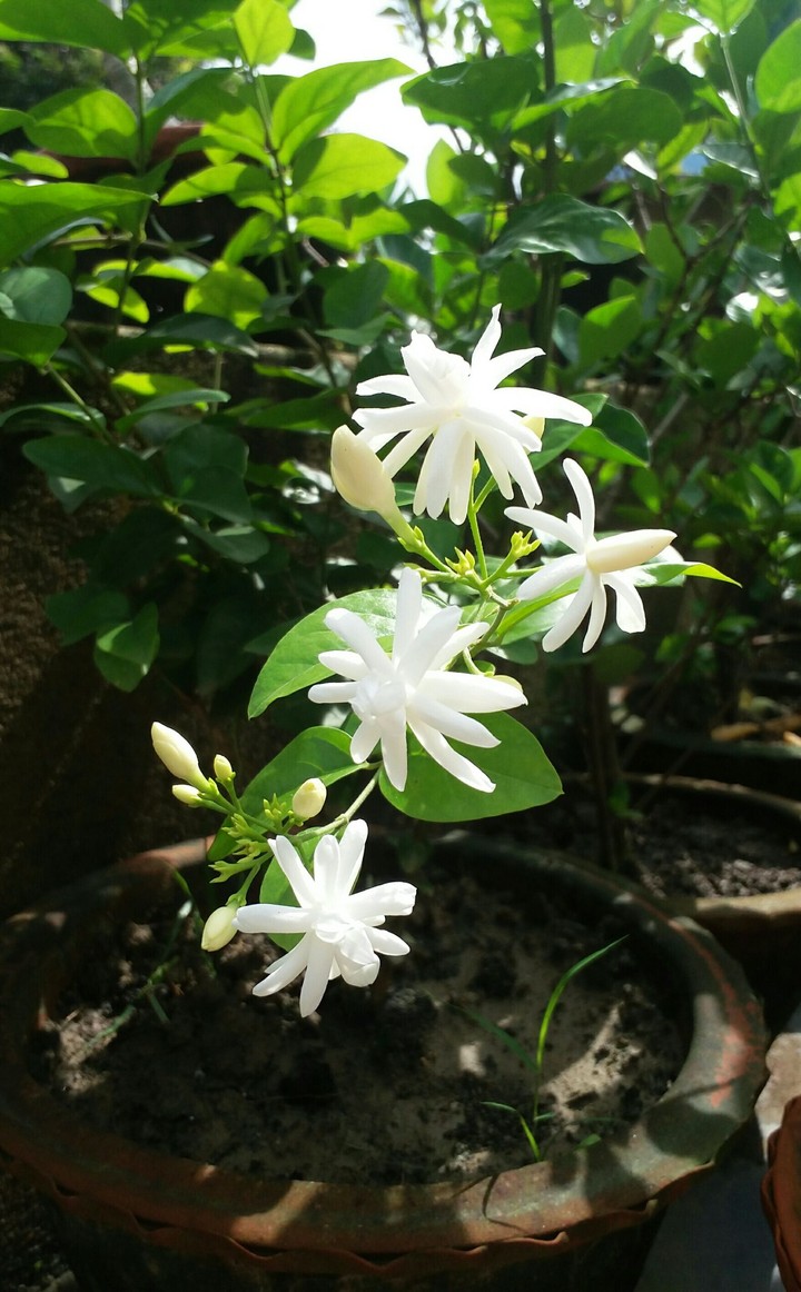 Jasmine