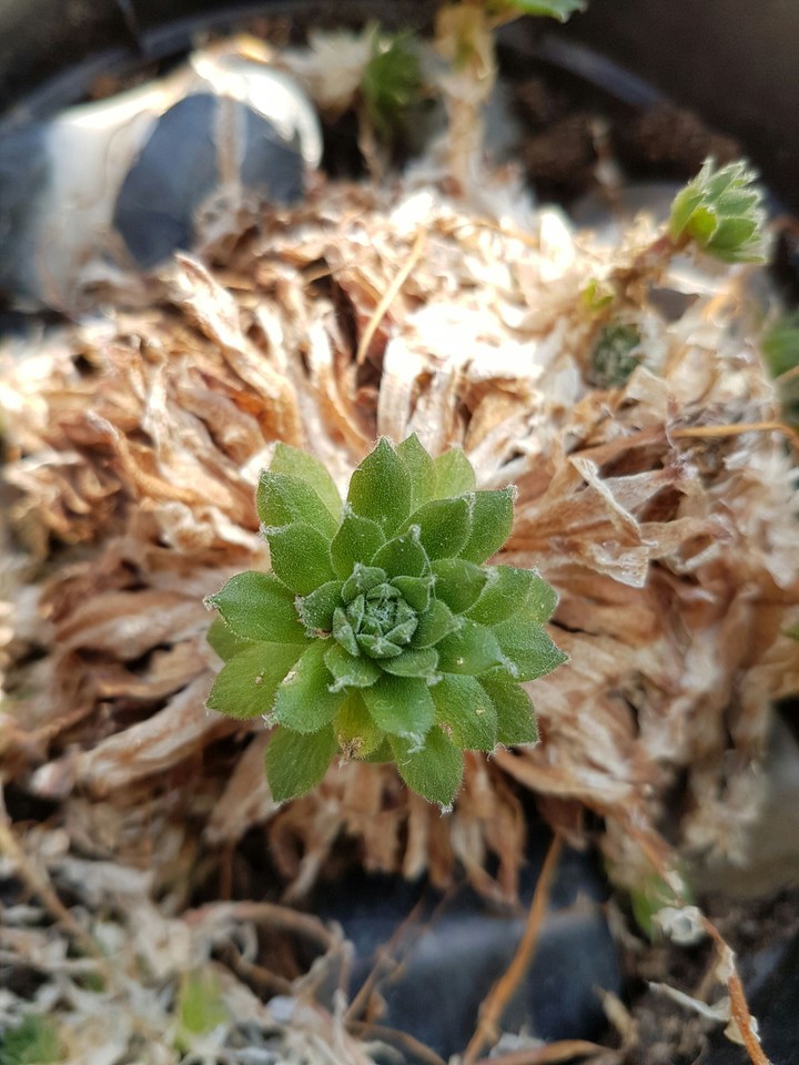 Nature Power