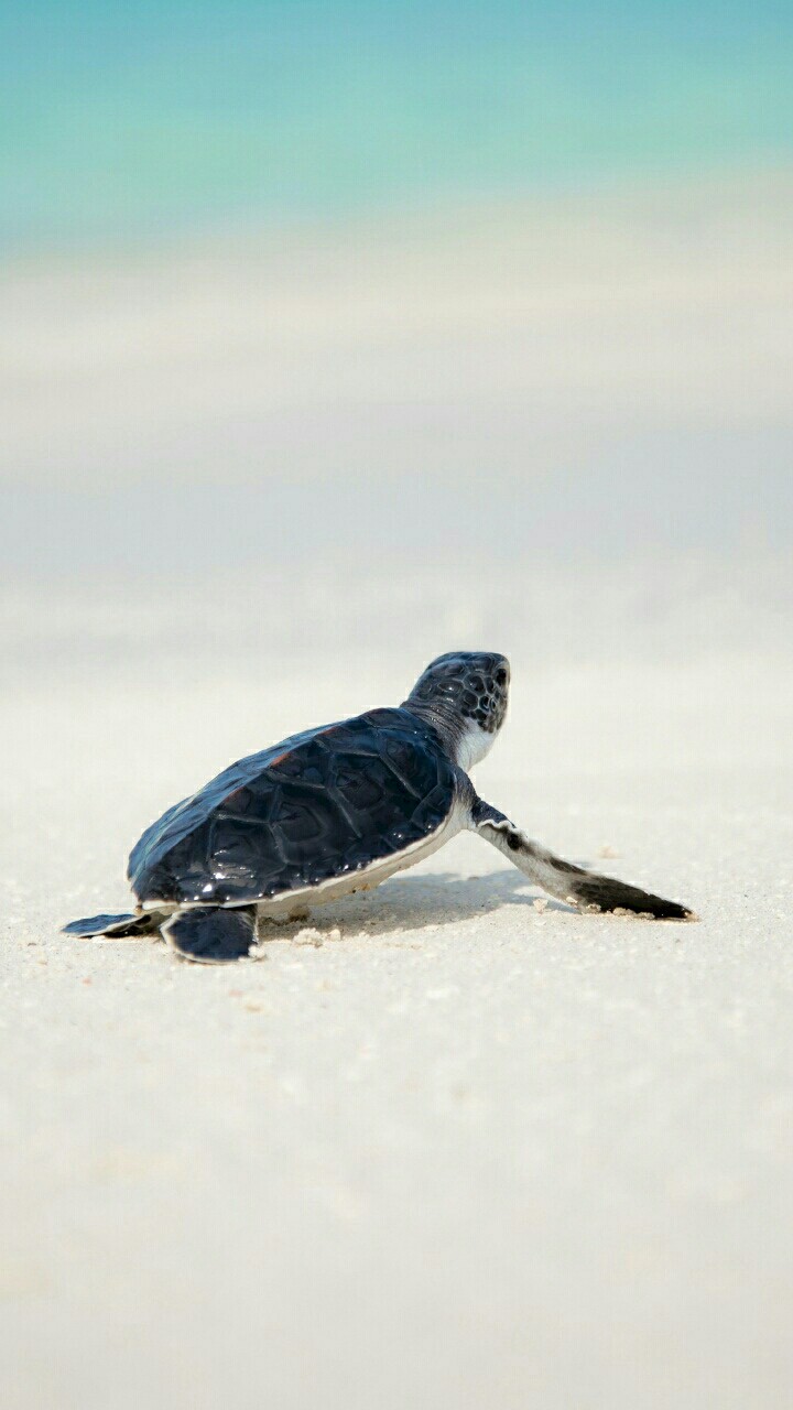 turtle
