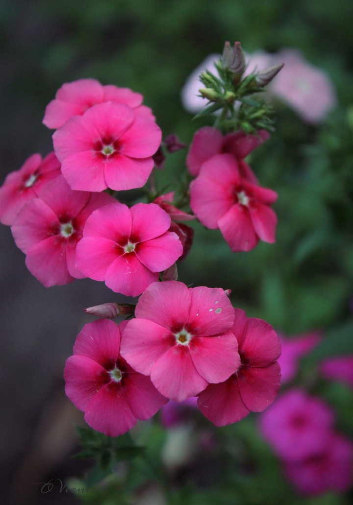 O.V. ❇️❤️❇️ from my garden
