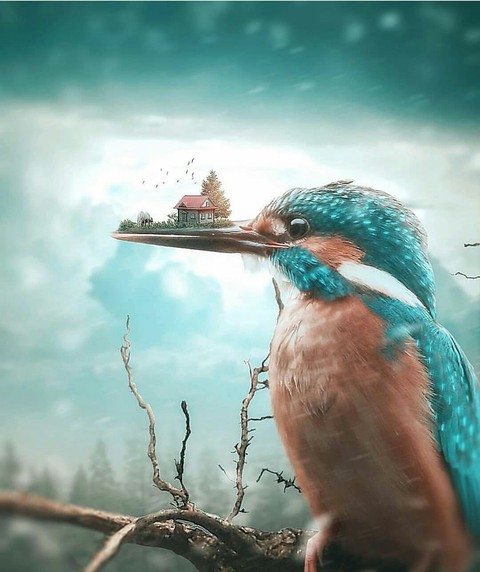 Kingfisher home