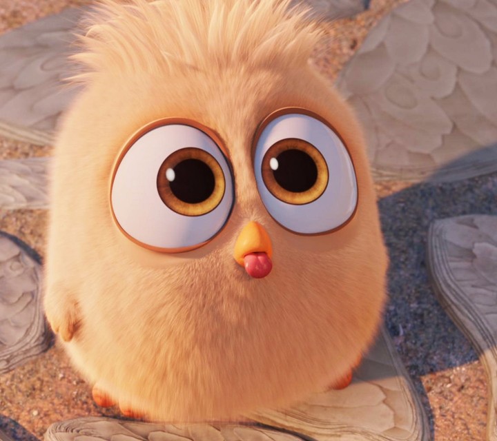 angry bird with acuteness