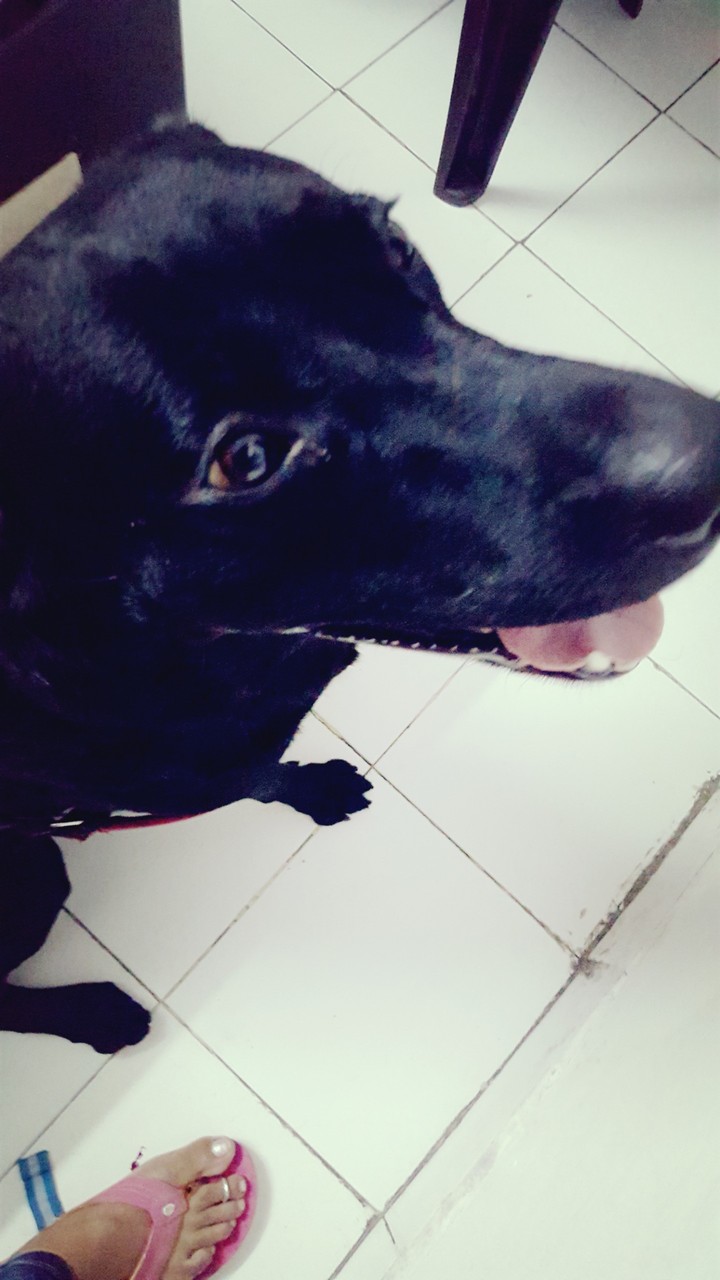 My lab
