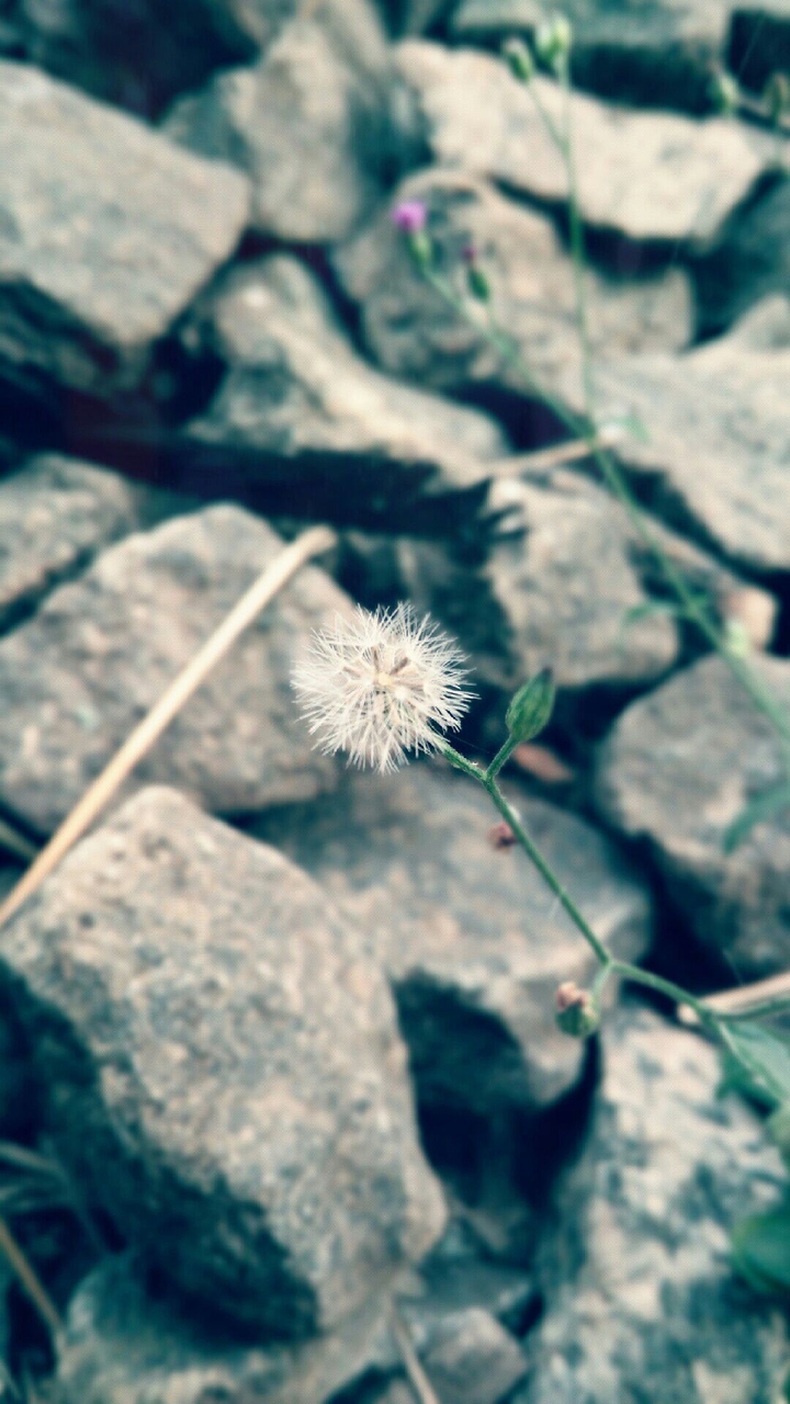 flowery