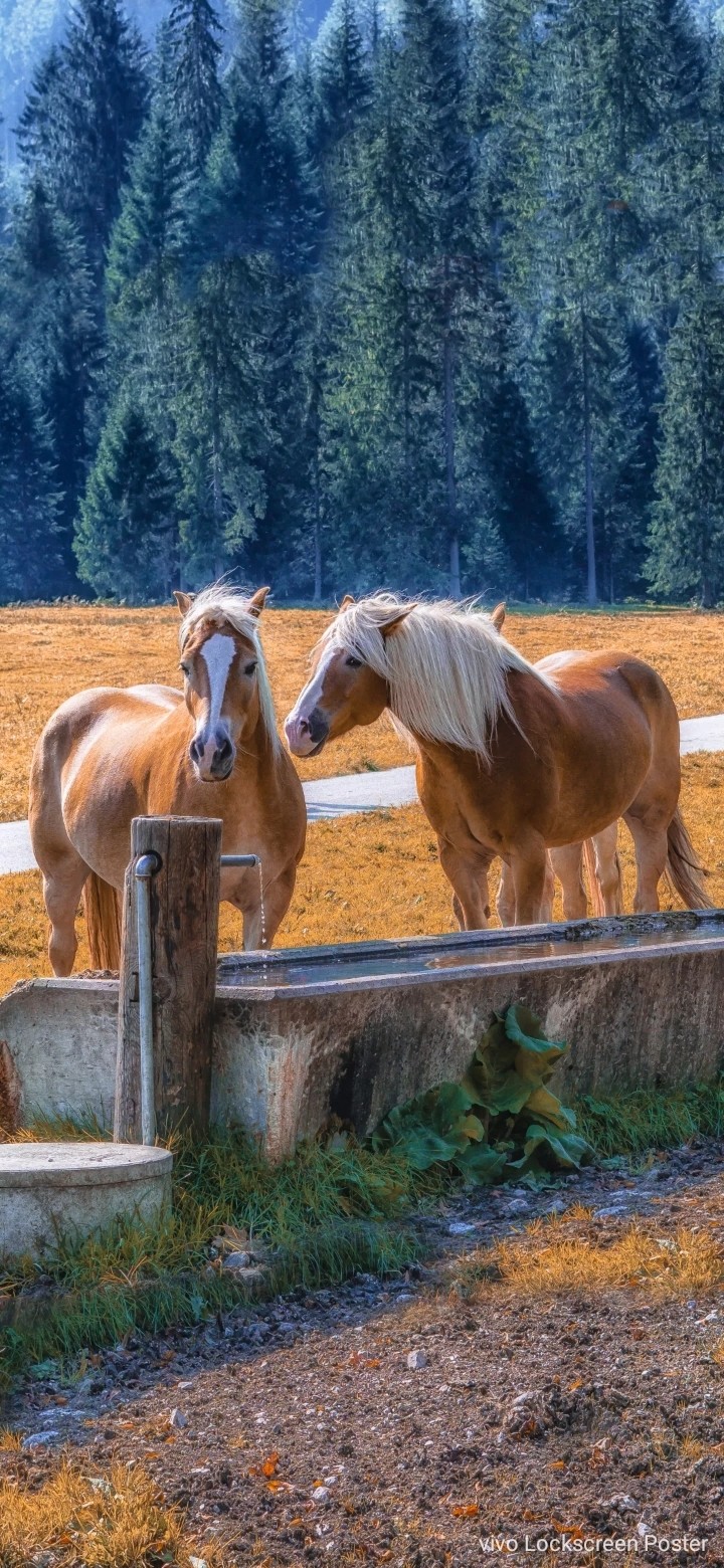 horse