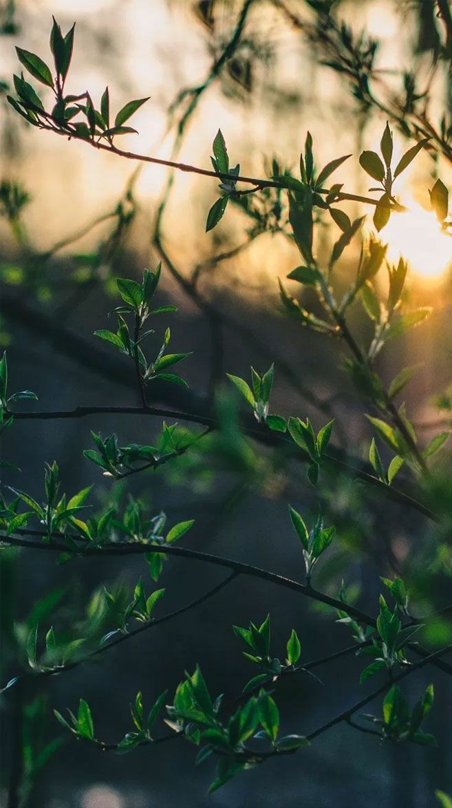 spring /  leaves || весна / листья