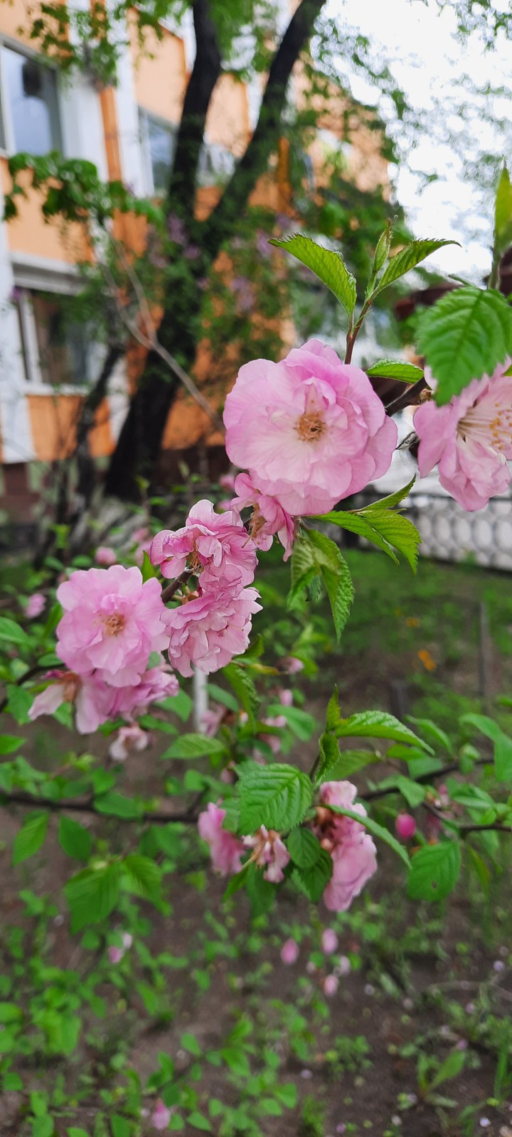 цветы