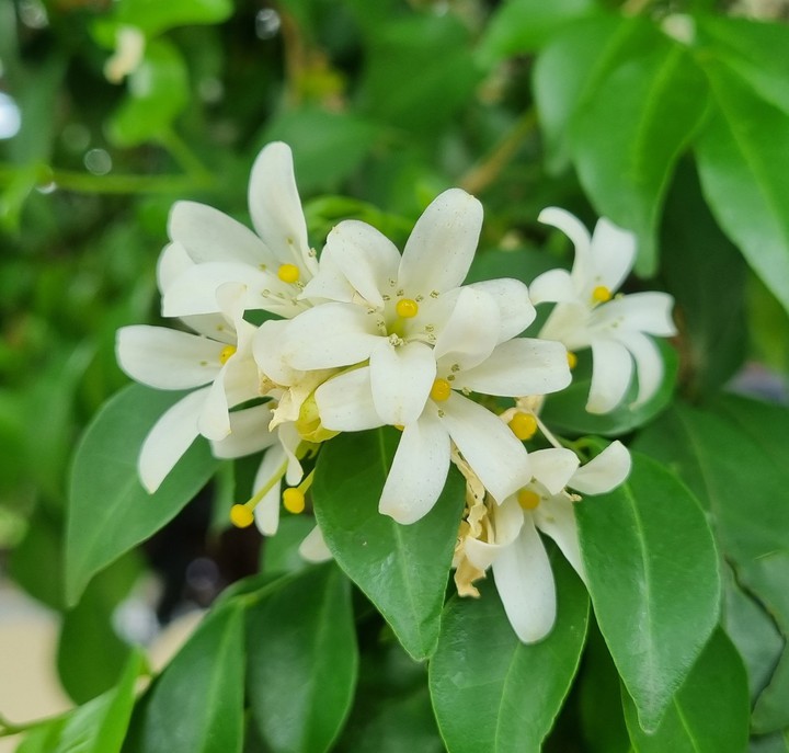 Orange Jasmine