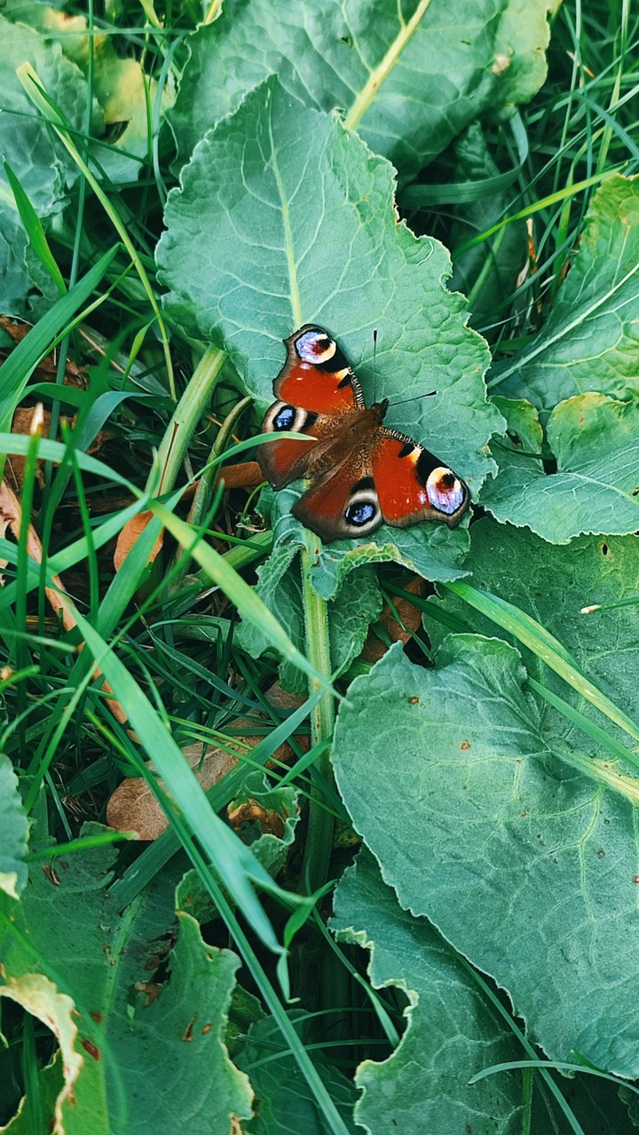 butterfly