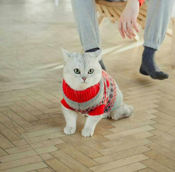 kitten