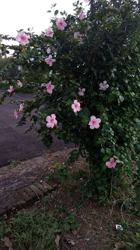 pink hibiscus