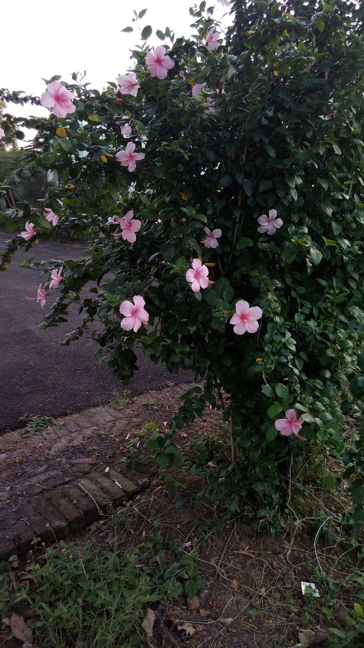 pink hibiscus