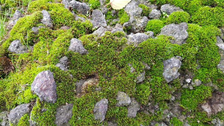 Moss