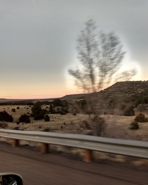 tree aura