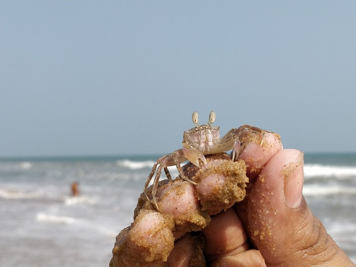 Baby Crab