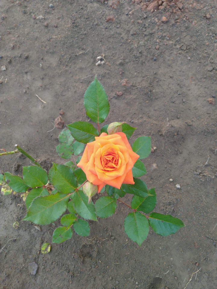 orange rose ?