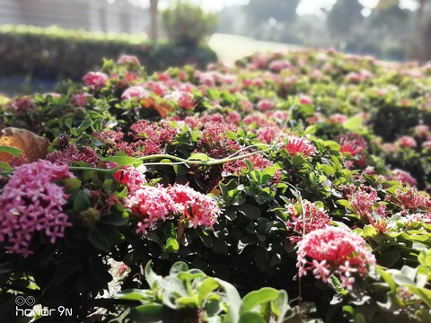 flowers