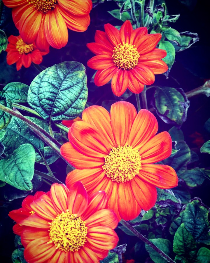 flowers