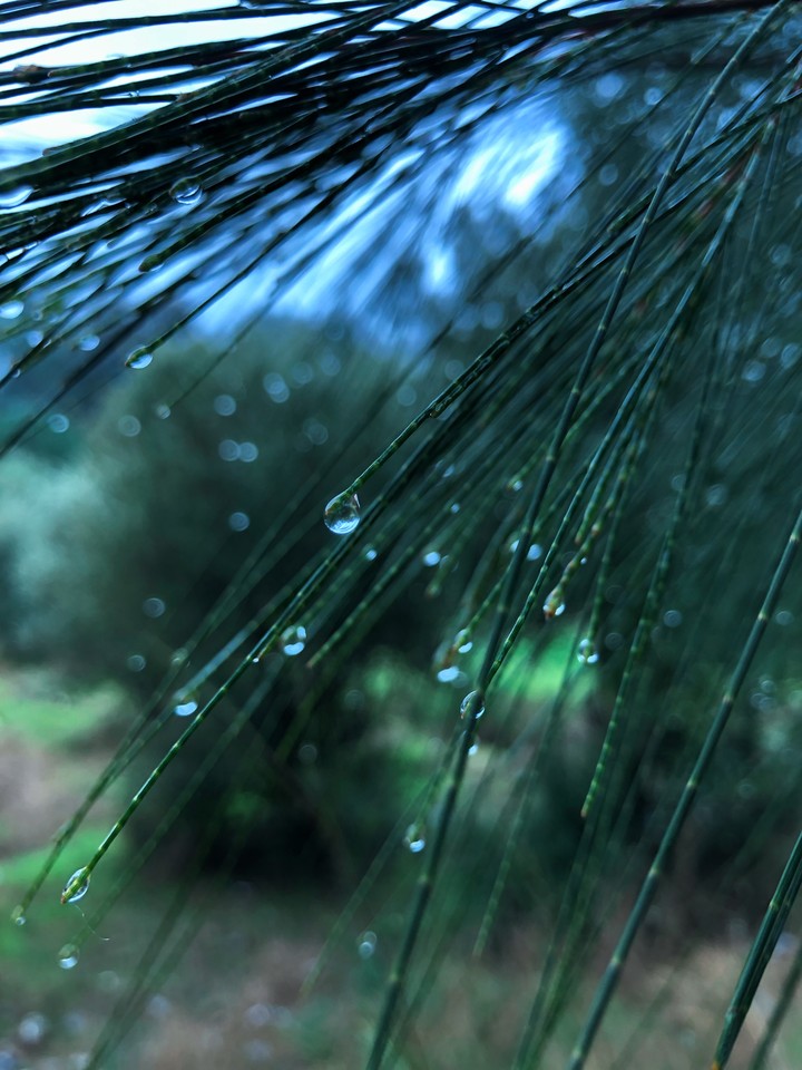 pine