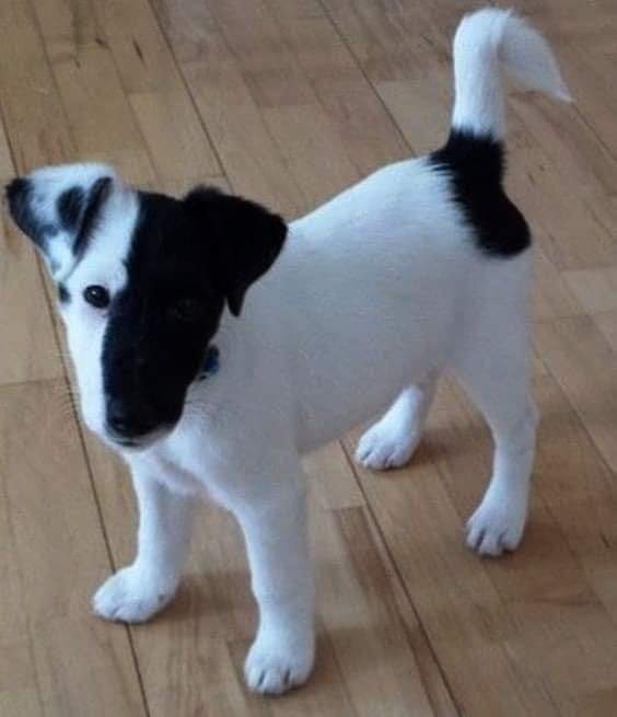 yes Dog...