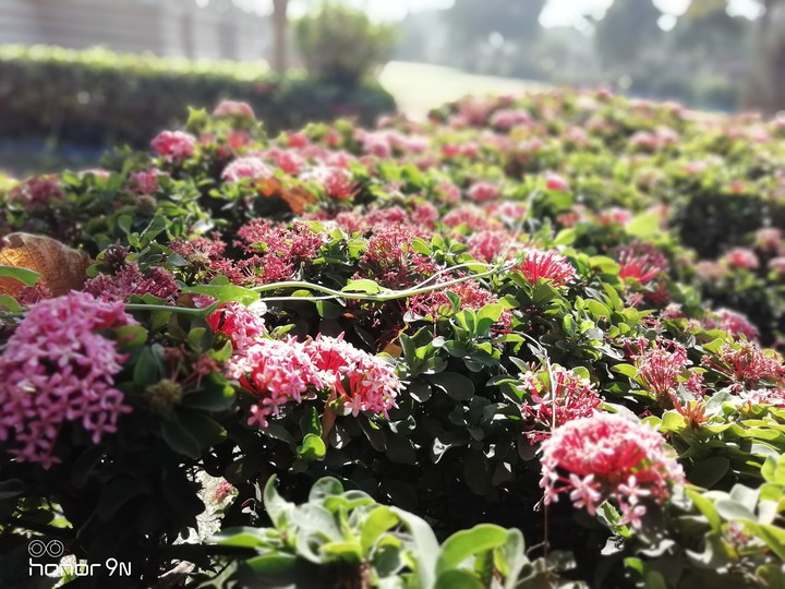 flowers