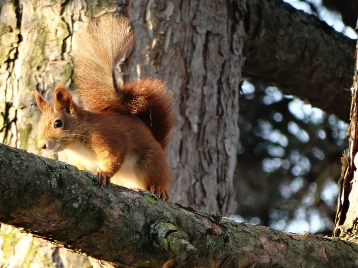 squirrel in the sun