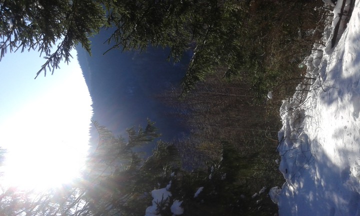forest