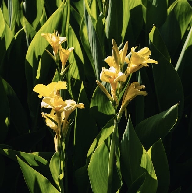 sfondi plant, orchid